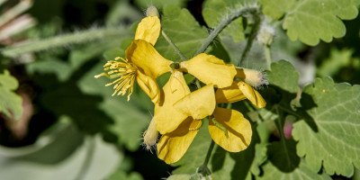 CHELIDONIUM MAJUS.jpg