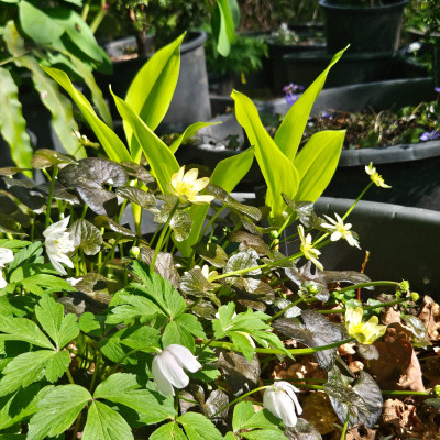 Convallaria ‘Fernwood’s Golden Slippers’ 20260415_155007.jpg
