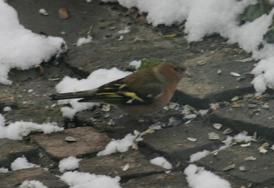IMG_4525a.jpg