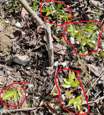 260407_Rose2.jpg