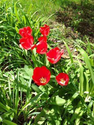 Rote Tulpen