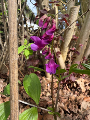 IMG_1474.jpeg