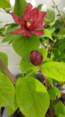 Calycanthus