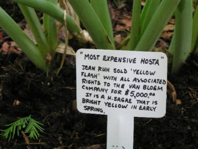Most_expencive_hosta_Yellow_Flash.jpg