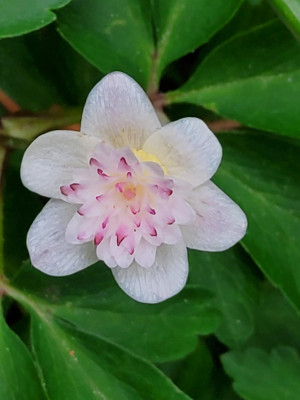 Anemone nemorosa Thekla5.jpg