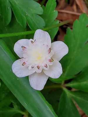 Anemone nemorosa Thekla6.jpg