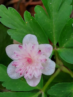 Anemone nemorosa Thekla7.jpg