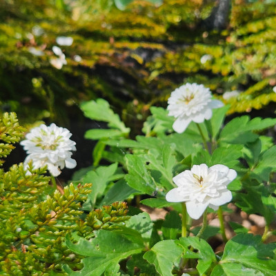 Anemone nemorosa Thekla 20240406_153256.jpg