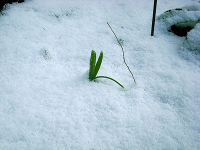 kopfchen_in_den_schnee.jpg