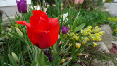 DSC00581.JPG