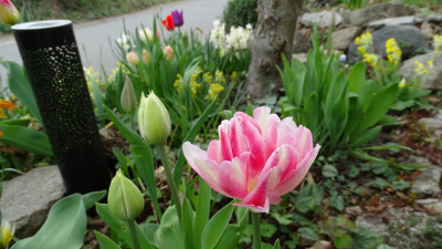 DSC00584.JPG