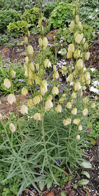 IMG_20260415_180634_Fritillaria thunbergii.jpg