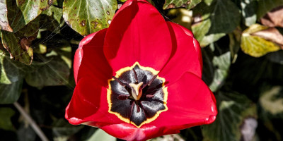 tulpe 1.jpg