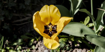 tulpe 2.jpg