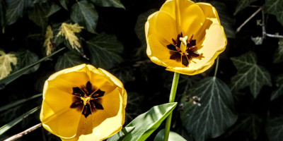tulpe 3.jpg