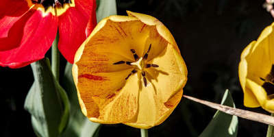 Tulpe gelb.jpg