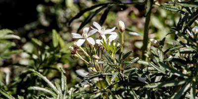 CHOISYA TERNATA WHITE DAZZLER.jpg