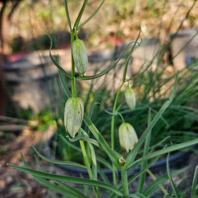Fritillaria thunbergii 20260322_161309.jpg