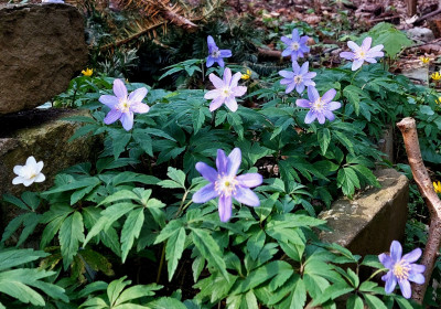 Anemone Nemerosa "Royal Blue "