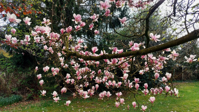 Magnolie
