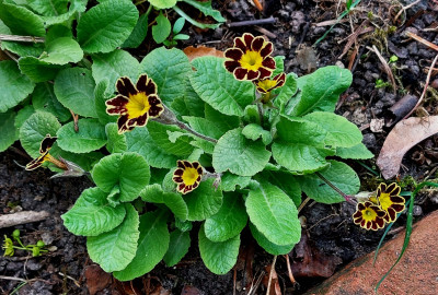 Primula elatior `Gold Lace ´