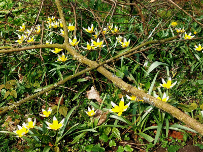 Tulipa tarda