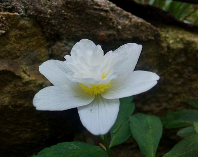 Anemona nemorosa Alba Plena