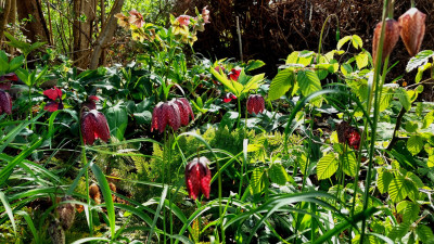 Schachbrettblumen