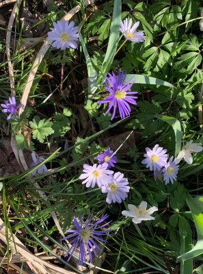 IMG_5247.jpeg