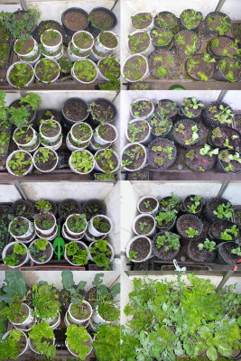Wintersalate im Kalt-Gewächshaus - Januar bis April