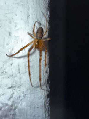 IMG_0222.jpeg