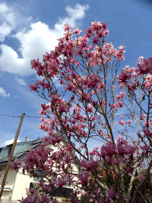 Der Magnolienbaum