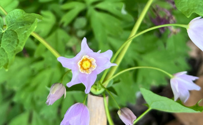 Ranzania japonica