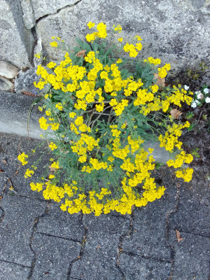 Alyssum