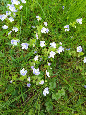 Wiesenschaumkraut