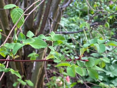 IMG_5523.jpeg