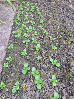 Feldsalat1.jpg