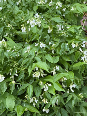 IMG_1704.jpeg
