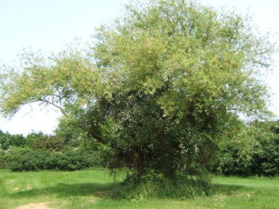 Fahl-Weide-Hunds-Rose.JPG