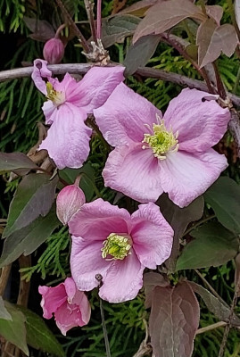 Clematis Alpina