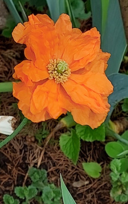 Mohn