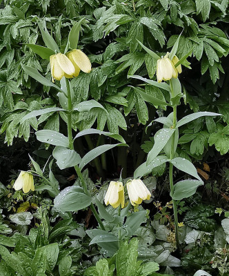 IMG_20260419_160705_Fritillaria pallidiflora.jpg