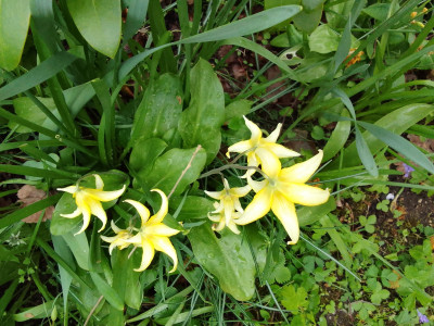 Erythronium pagoda