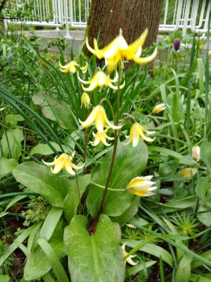 Erythronium pagoda