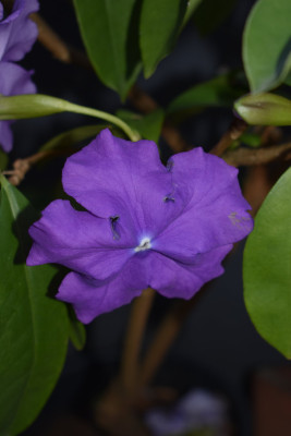 DSC_0962.JPG