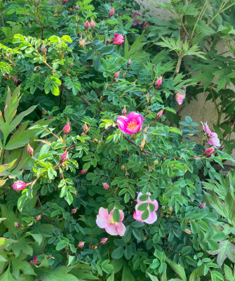 IMG_0062.jpeg