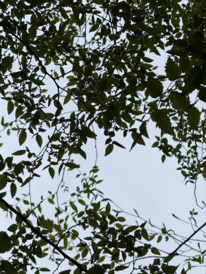 IMG_1765.jpeg