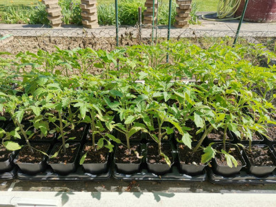 Tomaten 20260419.jpeg