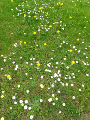 Blumen in der Wiese