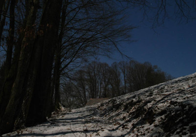 waldweg_jan_nacht.jpg
